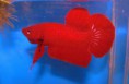 /album/peixes-ornamentais/red-betta-fish-21-1-jpg/